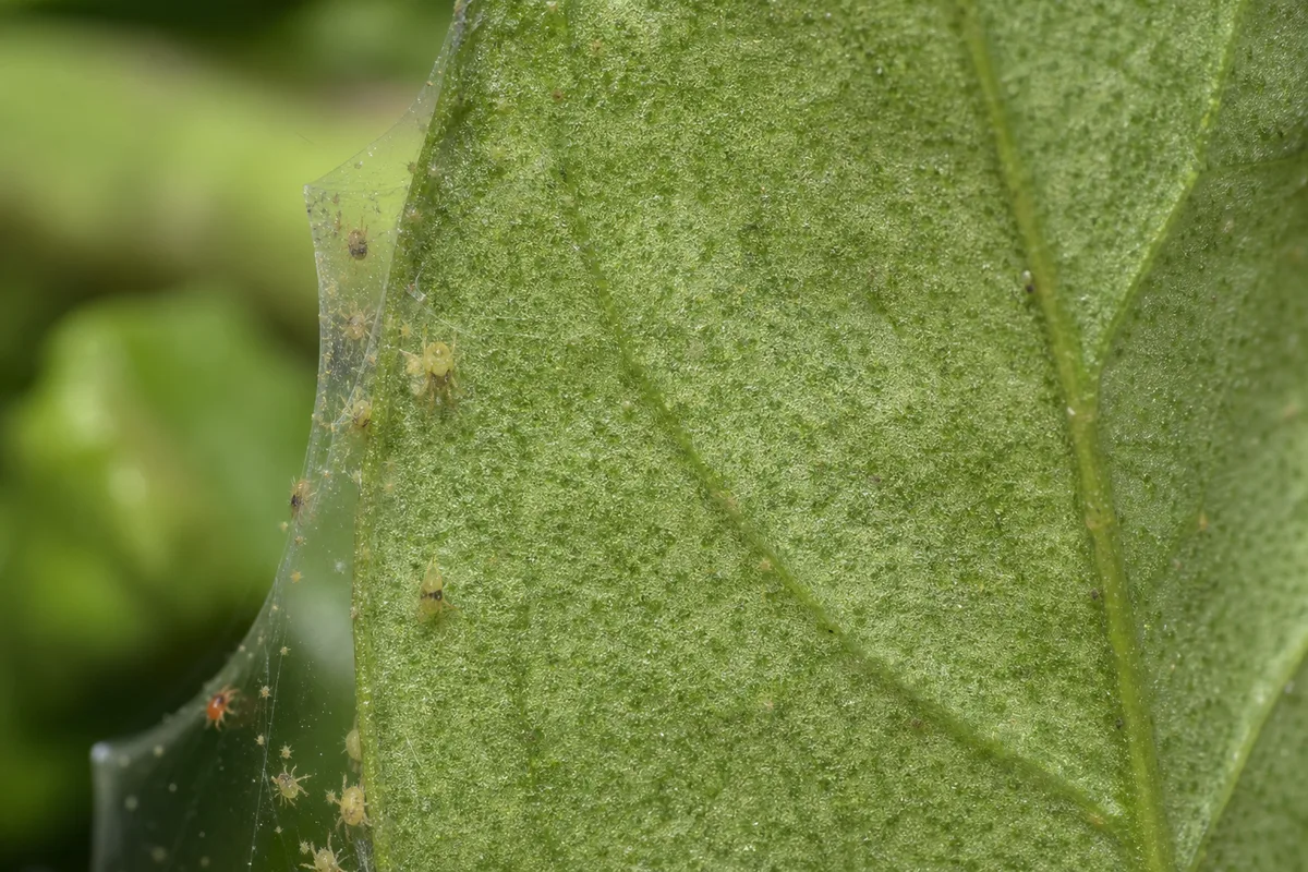Close-up of Spider Mites on Mogra - diagnostic detail