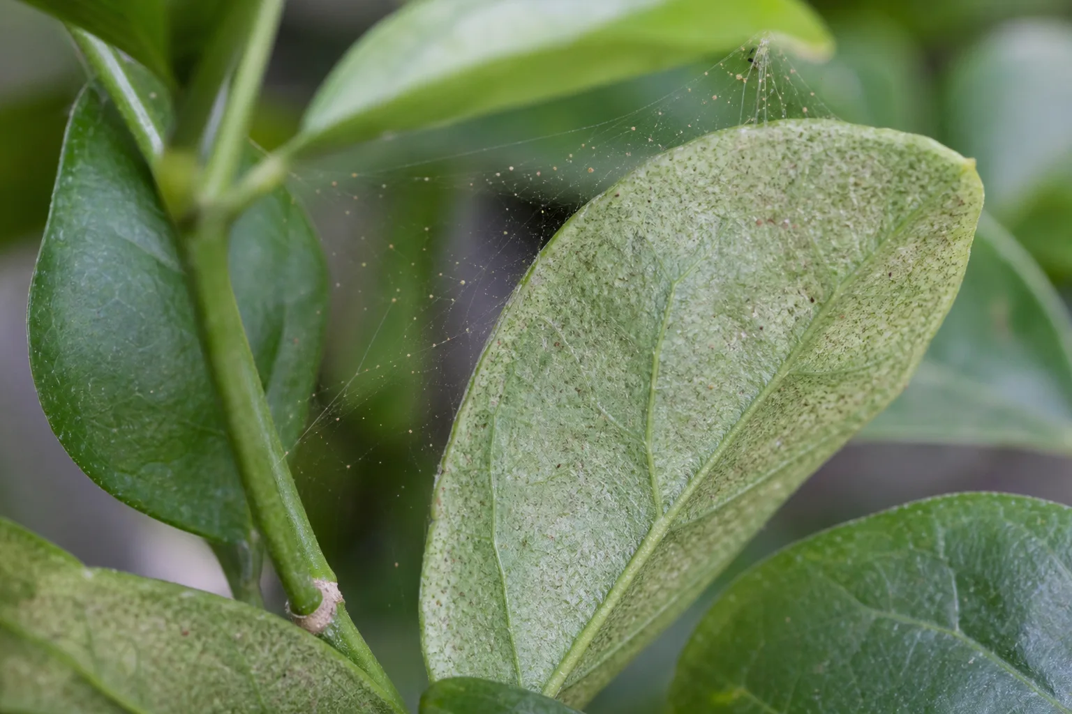 Spider Mites on Mogra - visible symptom on the plant