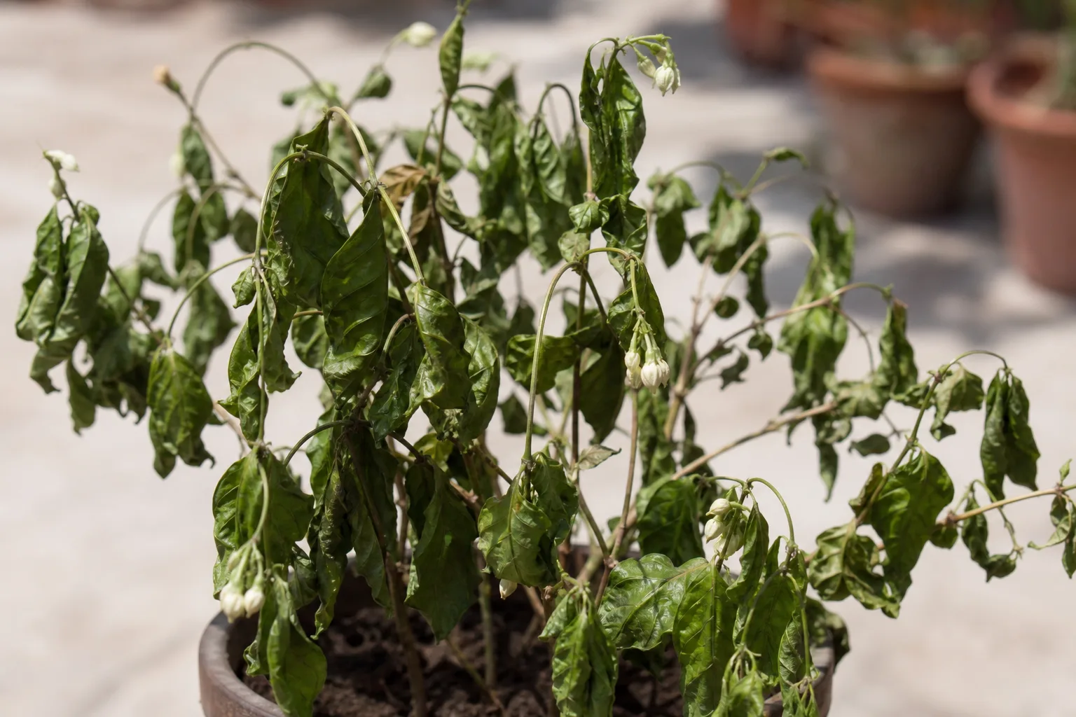 Wilting on Mogra - visible symptom on the plant