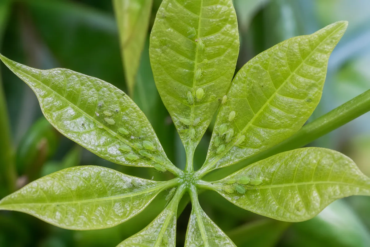 Close-up of Aphids on Money Tree - diagnostic detail