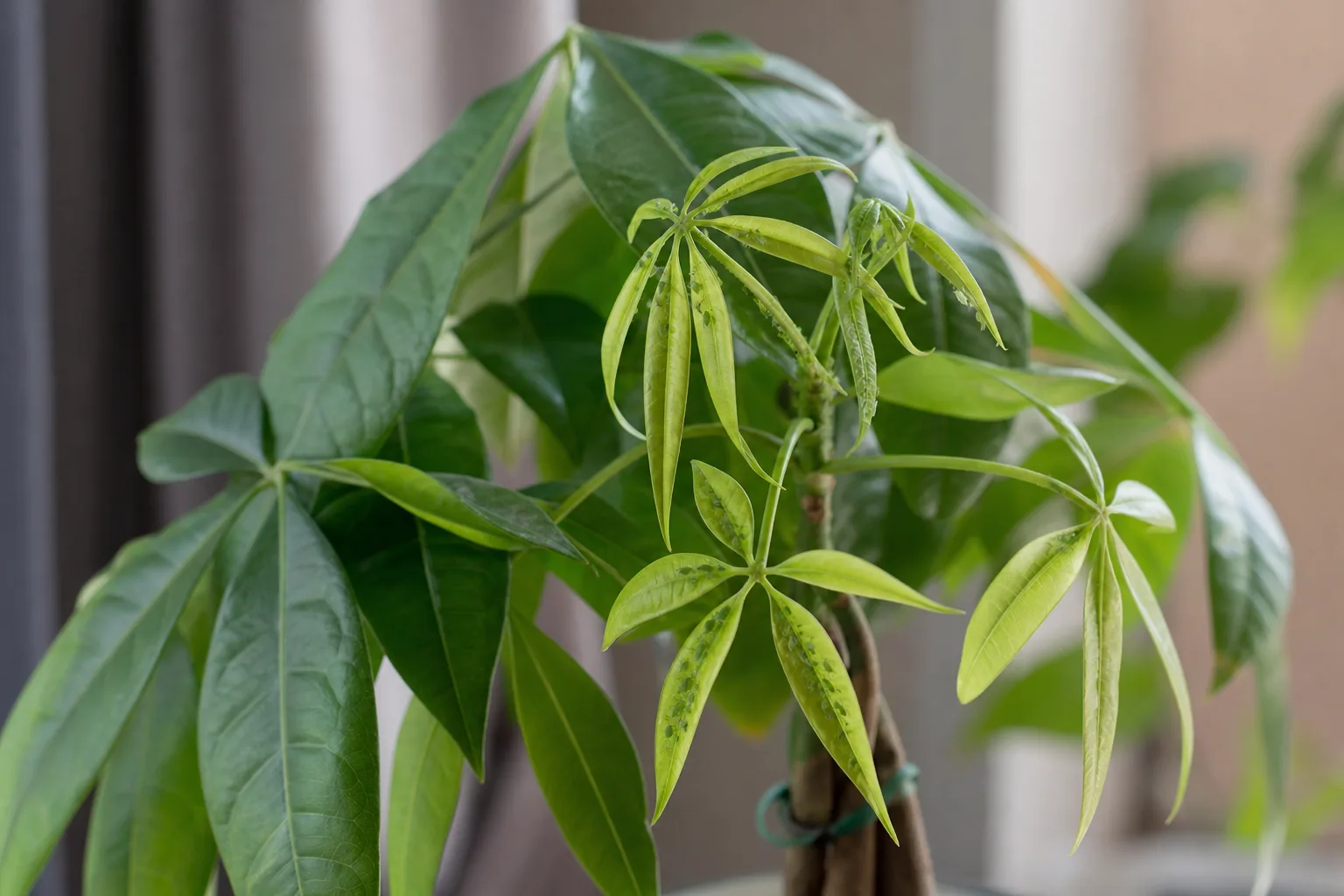 Aphids on Money Tree - visible symptom on the plant