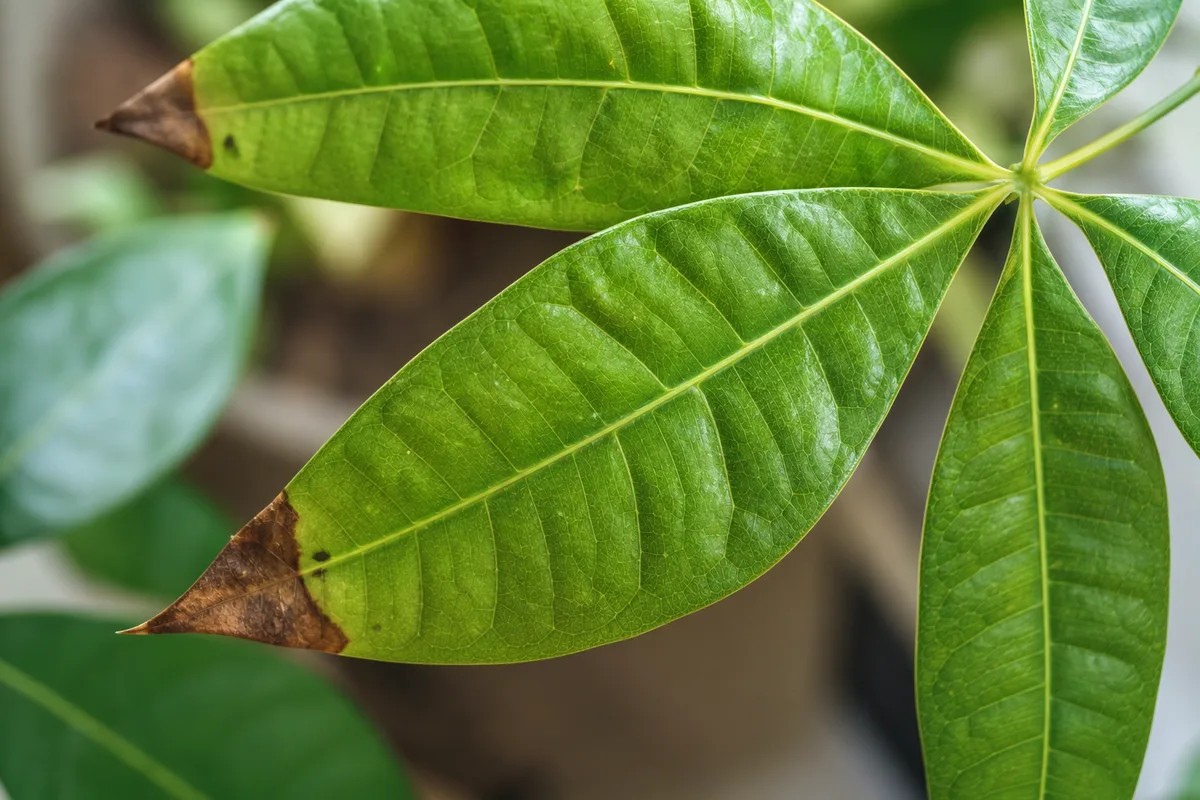 Close-up of Brown Tips on Money Tree - diagnostic detail