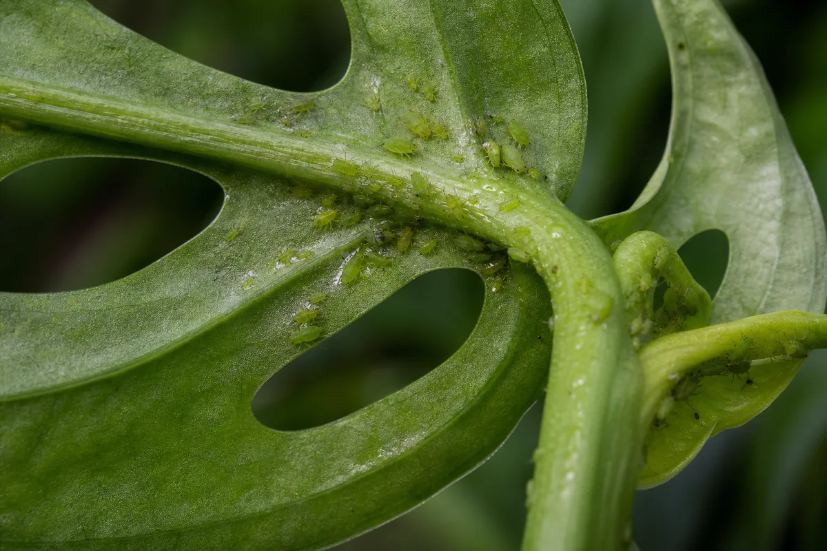 Close-up of Aphids on Monstera Adansonii - diagnostic detail