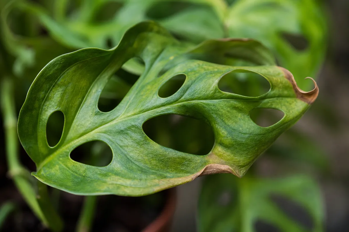Close-up of Curling Leaves on Monstera Adansonii - diagnostic detail