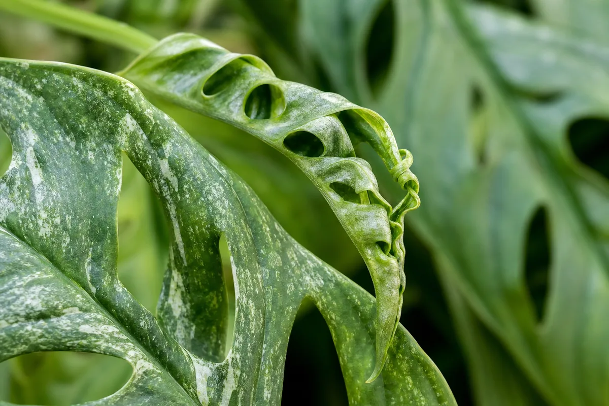 Close-up of Distorted Leaves on Monstera Adansonii - diagnostic detail