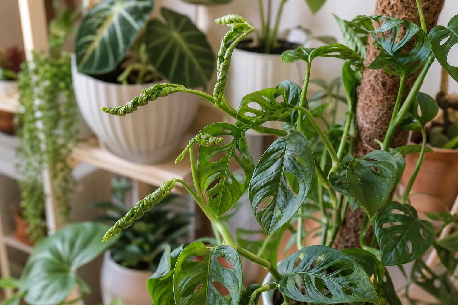 Distorted Leaves on Monstera Adansonii - visible symptom on the plant