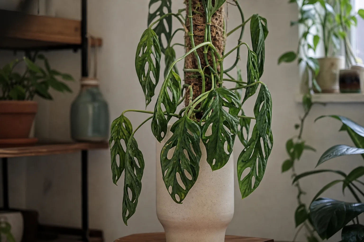 Drooping Leaves on Monstera Adansonii - visible symptom on the plant