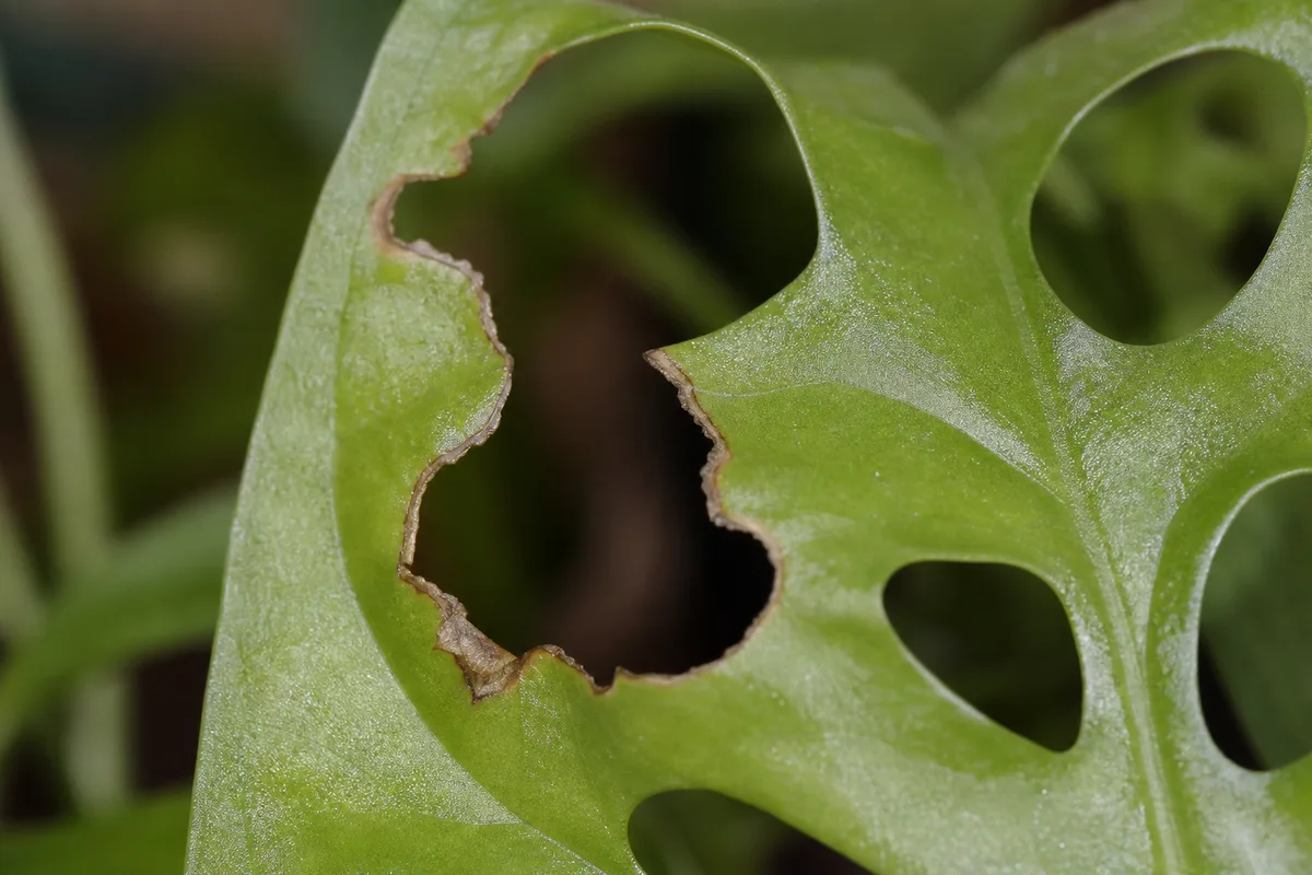Close-up of Holes in Leaves on Monstera Adansonii - diagnostic detail