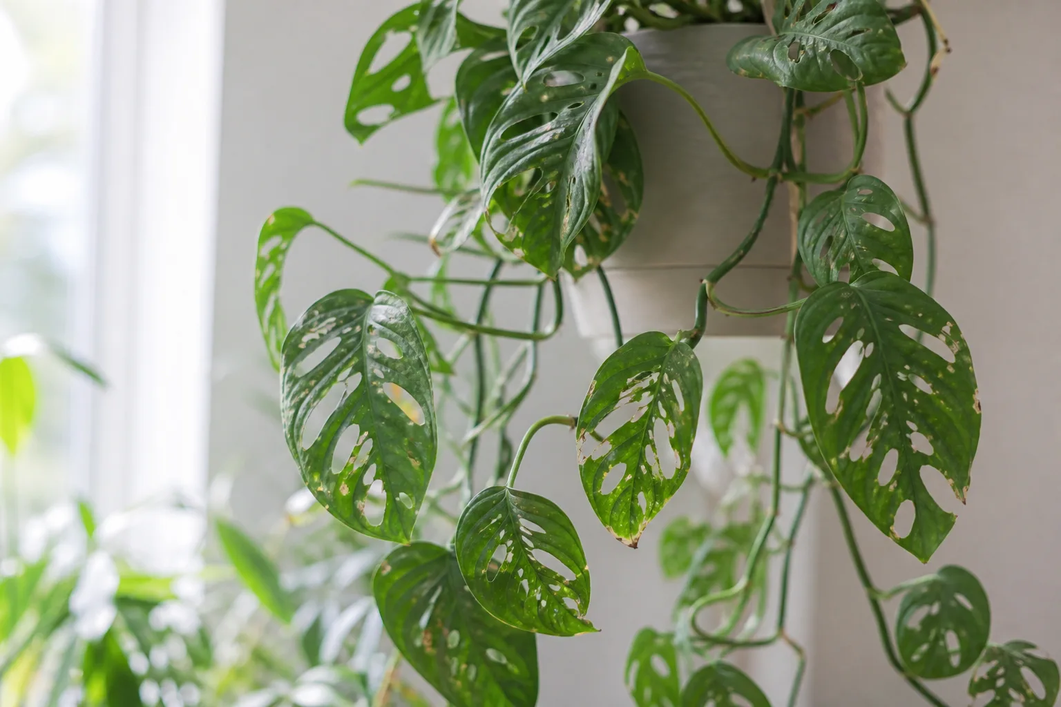 Holes in Leaves on Monstera Adansonii - visible symptom on the plant
