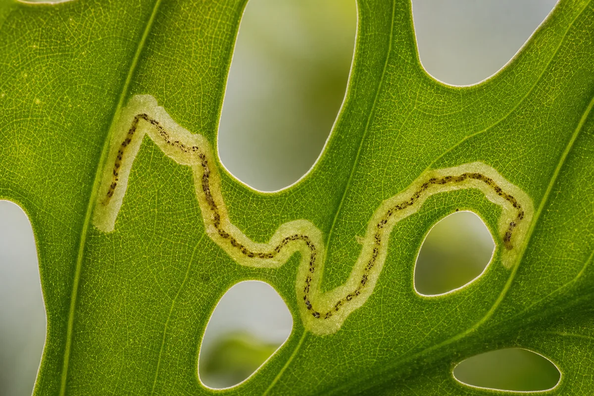 Close-up of Leaf Miners on Monstera Adansonii - diagnostic detail