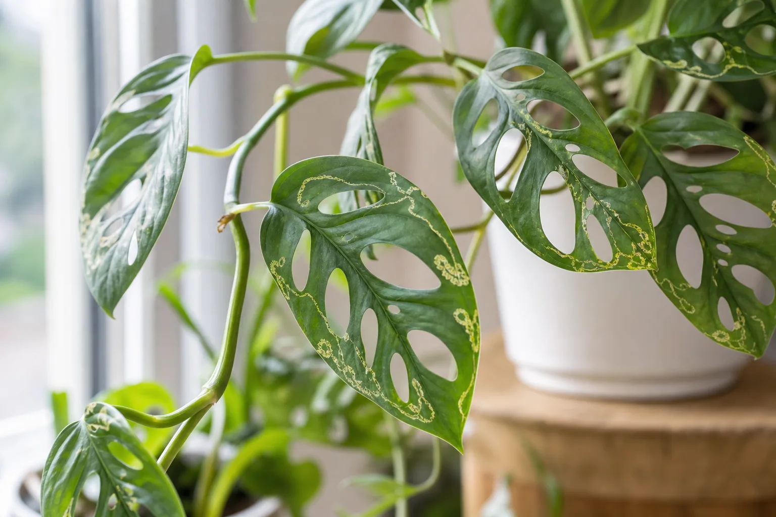 Leaf Miners on Monstera Adansonii - visible symptom on the plant