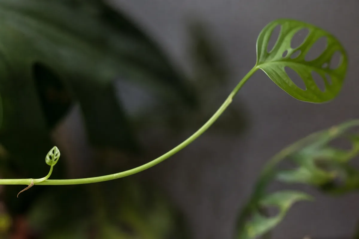 Close-up of Leggy Growth on Monstera Adansonii - diagnostic detail