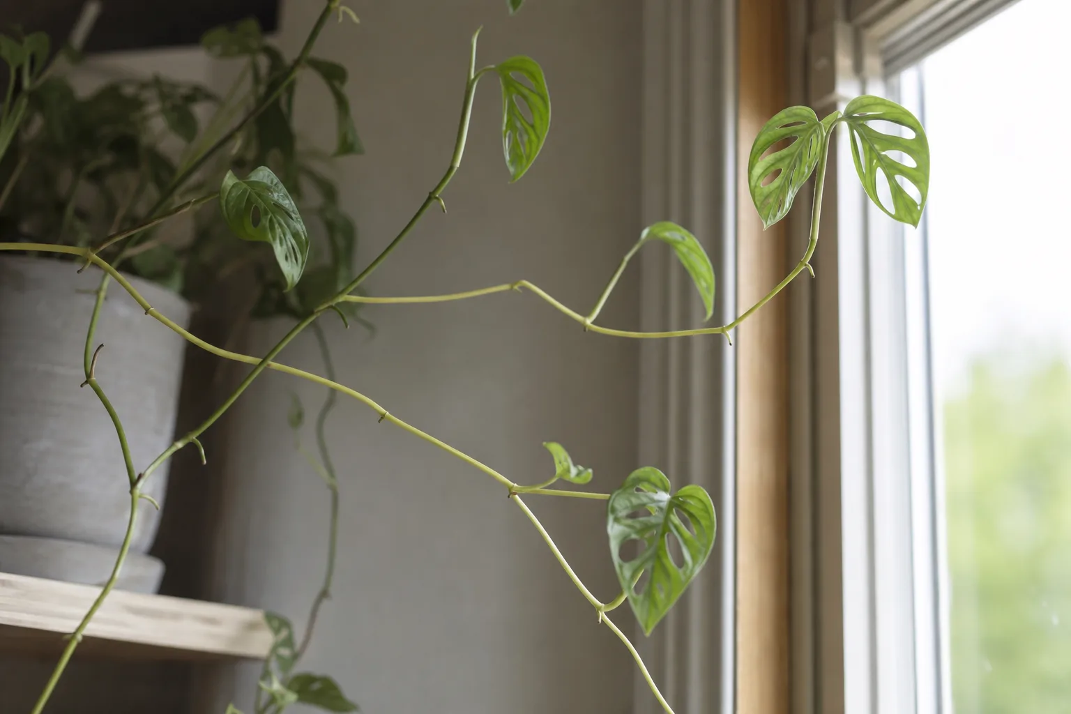 Leggy Growth on Monstera Adansonii - visible symptom on the plant