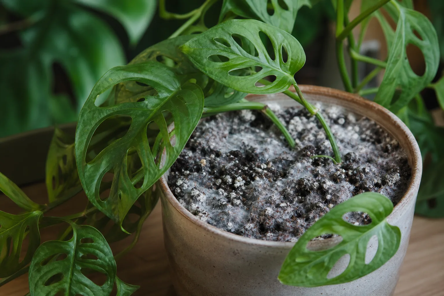 Mold on Soil on Monstera Adansonii - visible symptom on the plant