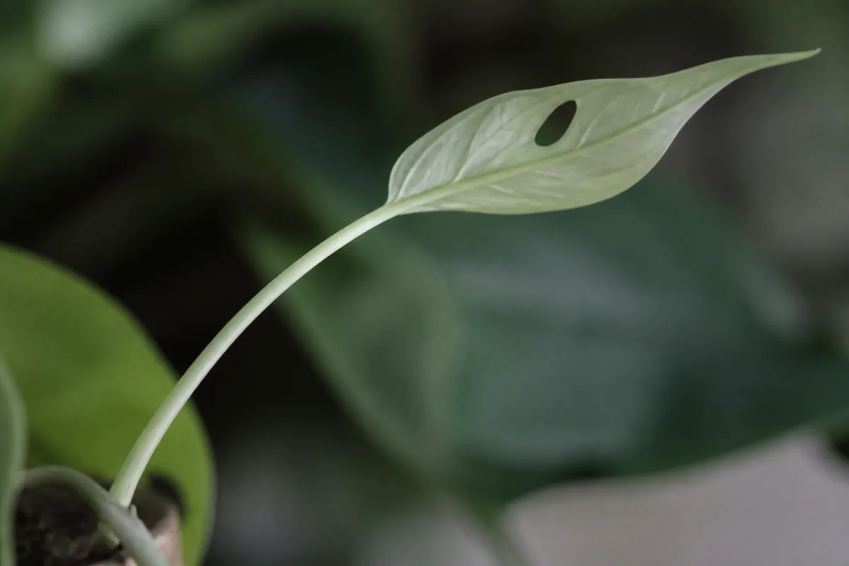 Close-up of Not Enough Light on Monstera Adansonii - diagnostic detail