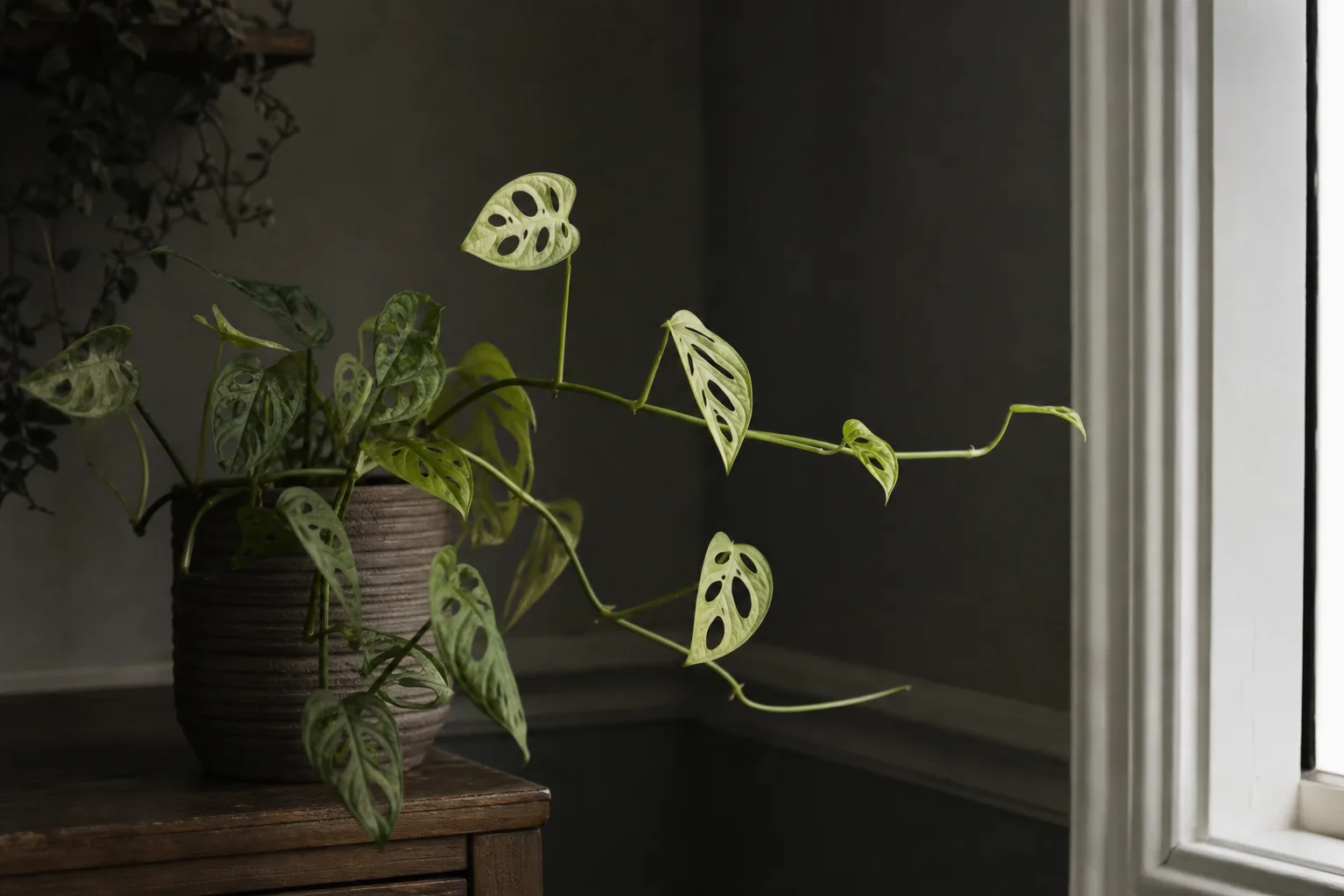 Not Enough Light on Monstera Adansonii - visible symptom on the plant