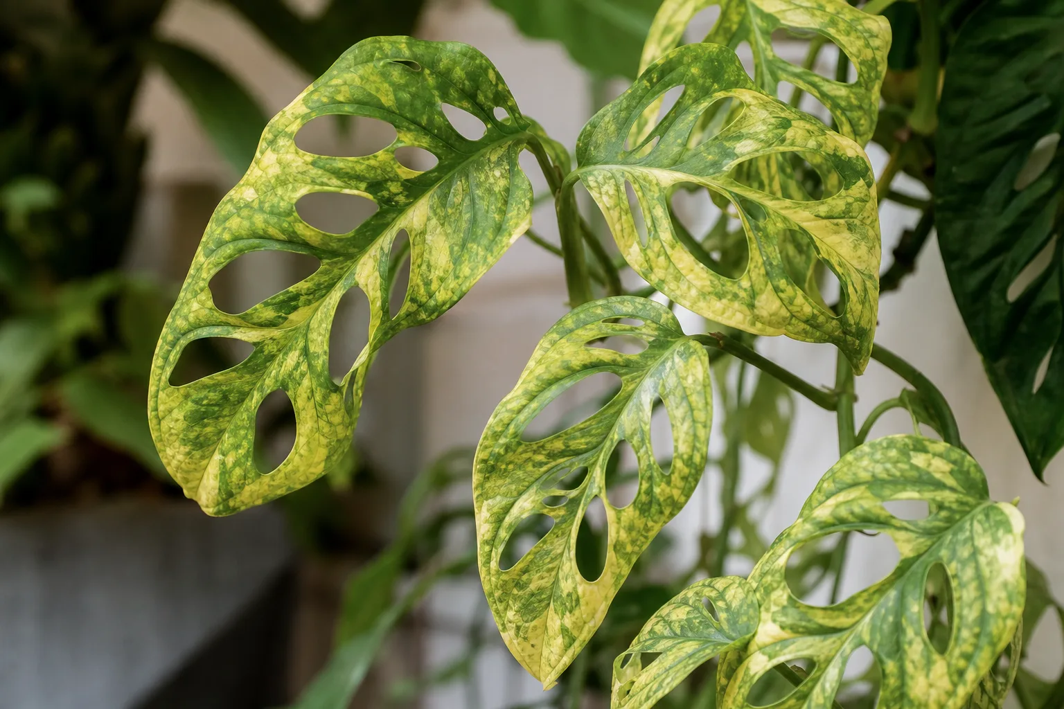 Nutrient Lockout on Monstera Adansonii - visible symptom on the plant