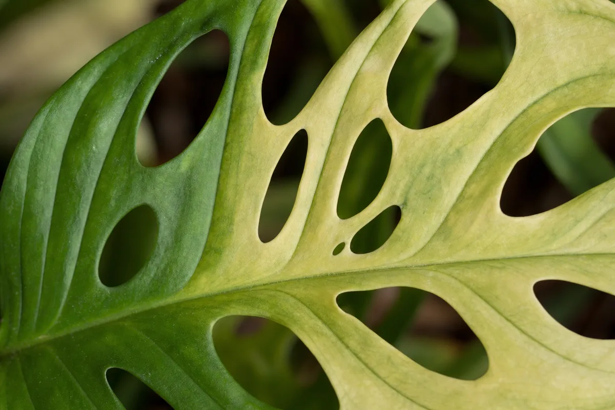 Close-up of Pale Leaves on Monstera Adansonii - diagnostic detail