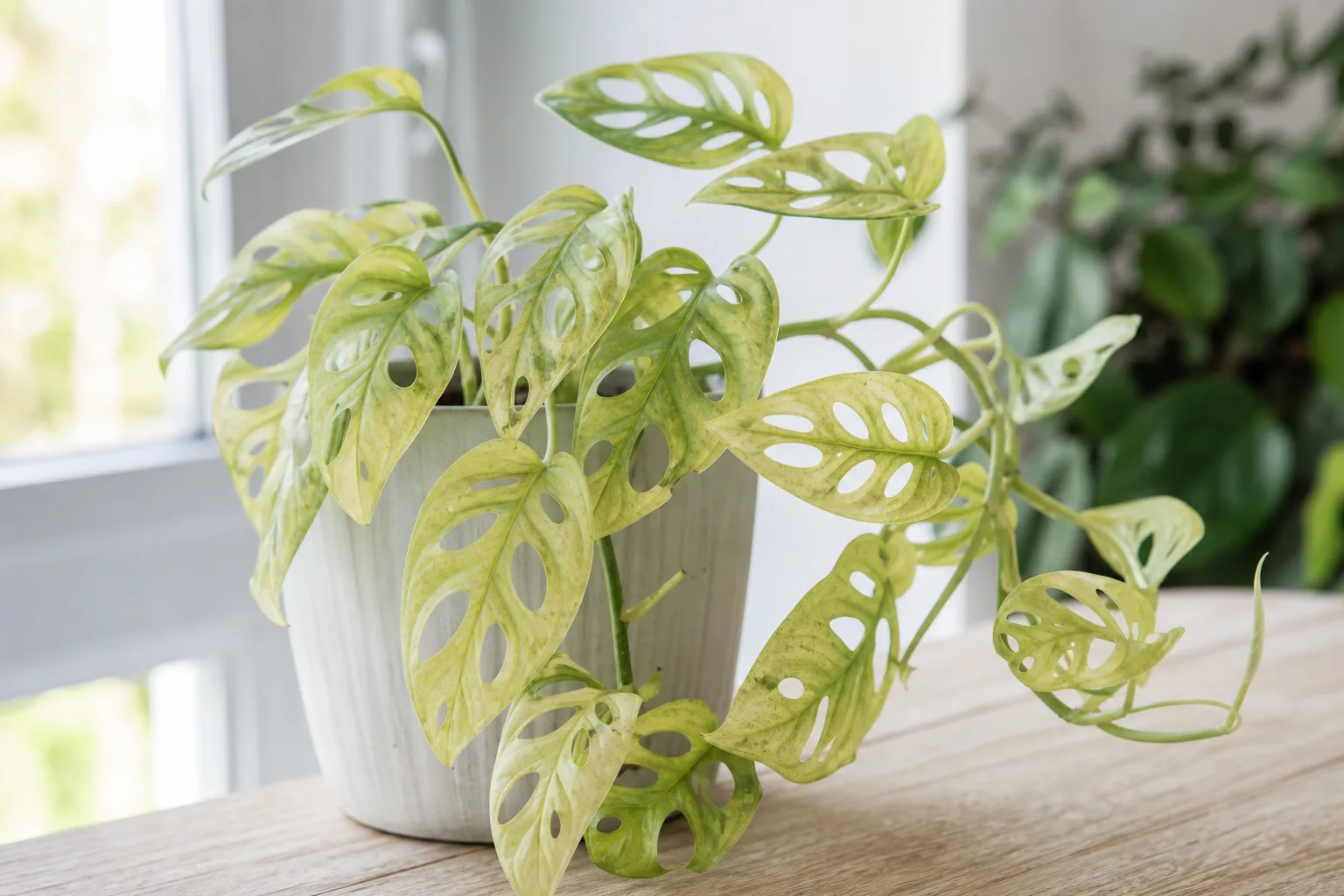 Pale Leaves on Monstera Adansonii - visible symptom on the plant