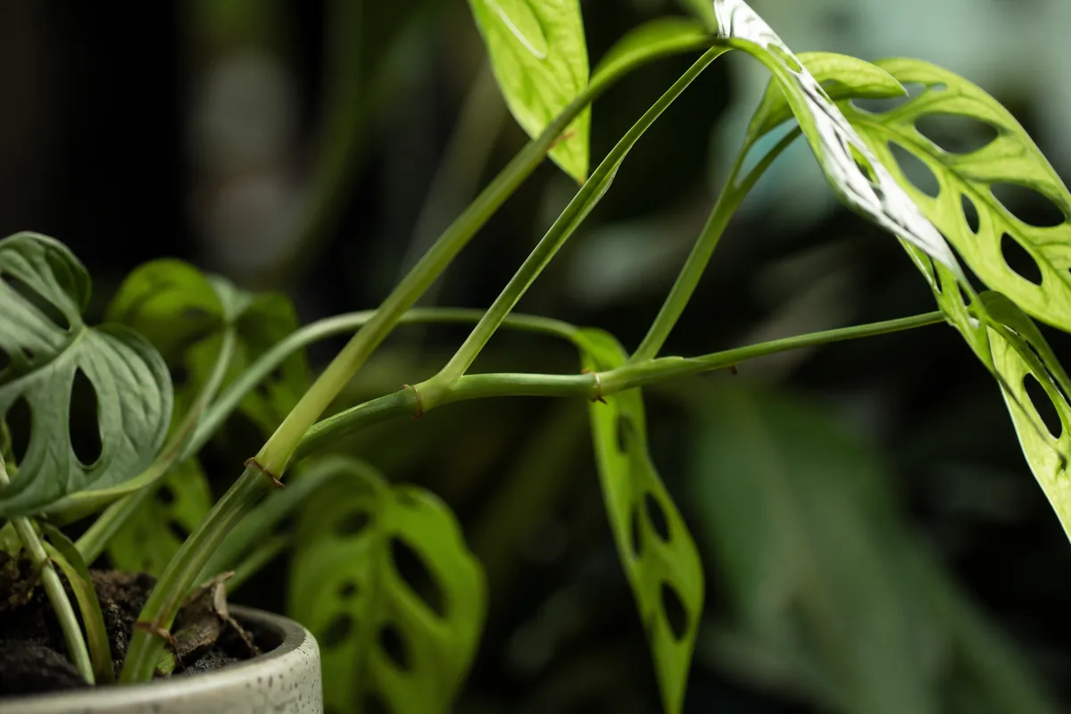 Close-up of Plant Leaning on Monstera Adansonii - diagnostic detail