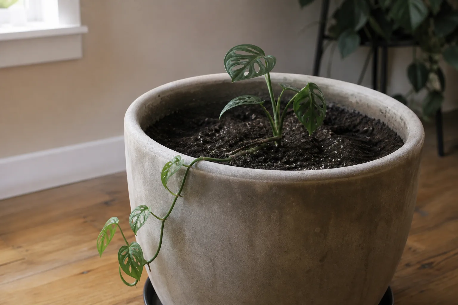 Pot Too Large on Monstera Adansonii - visible symptom on the plant