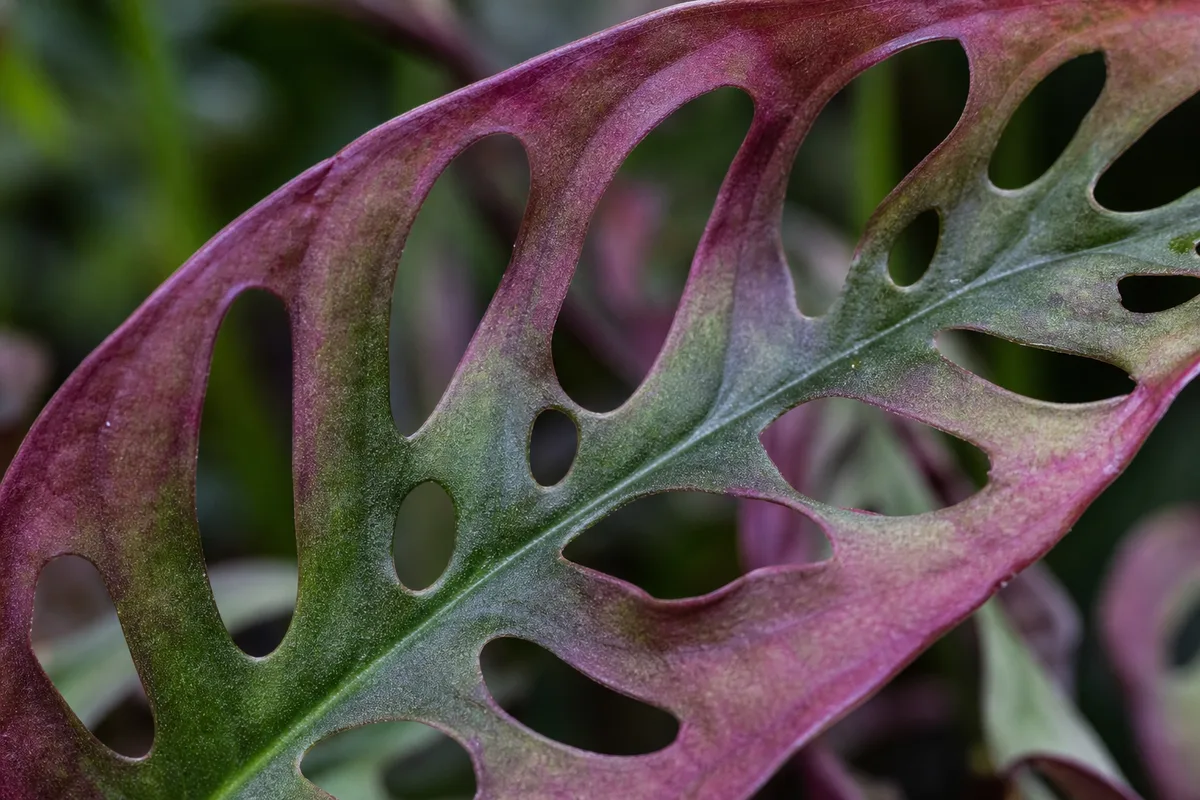 Close-up of Purple Leaves on Monstera Adansonii - diagnostic detail