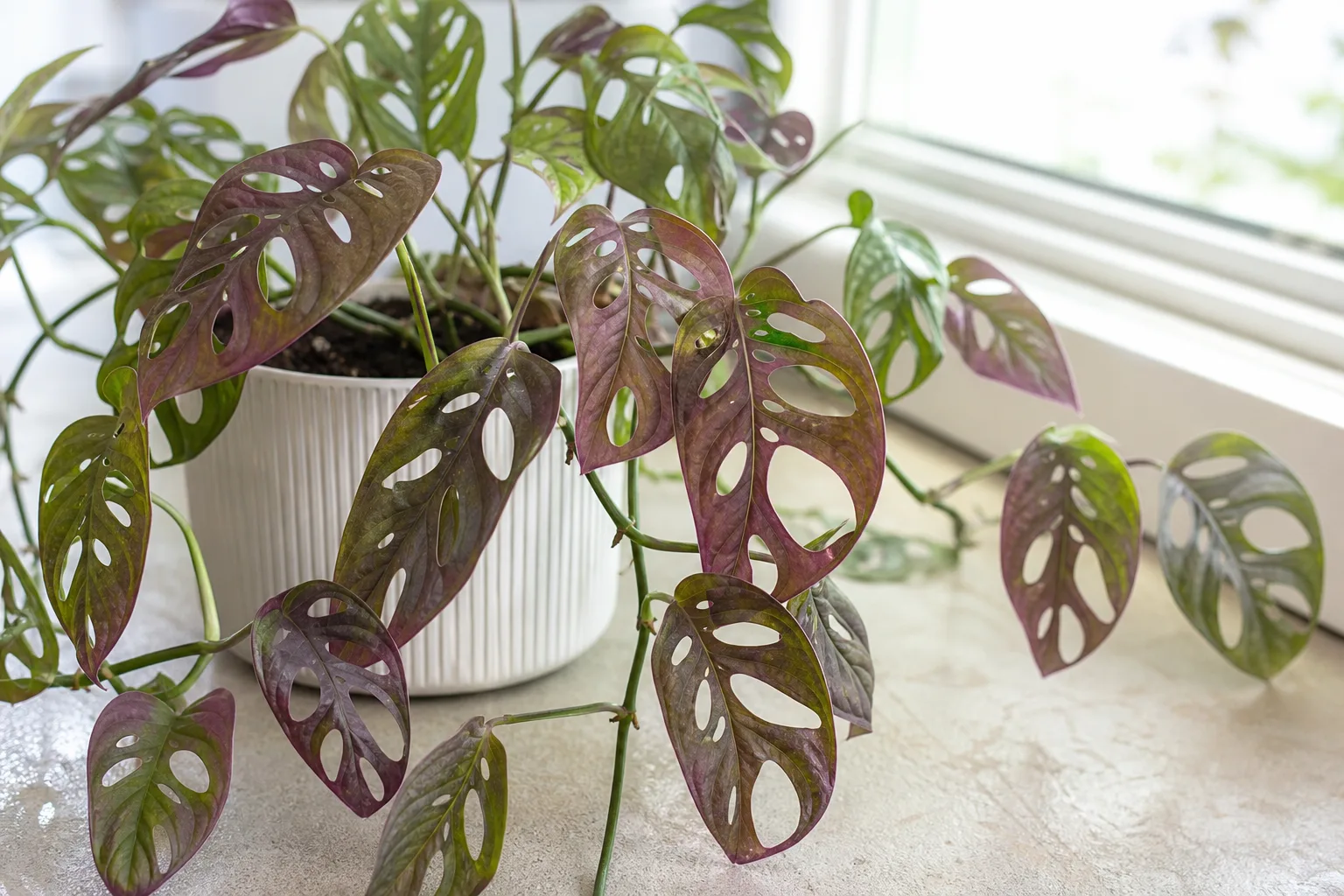 Purple Leaves on Monstera Adansonii - visible symptom on the plant