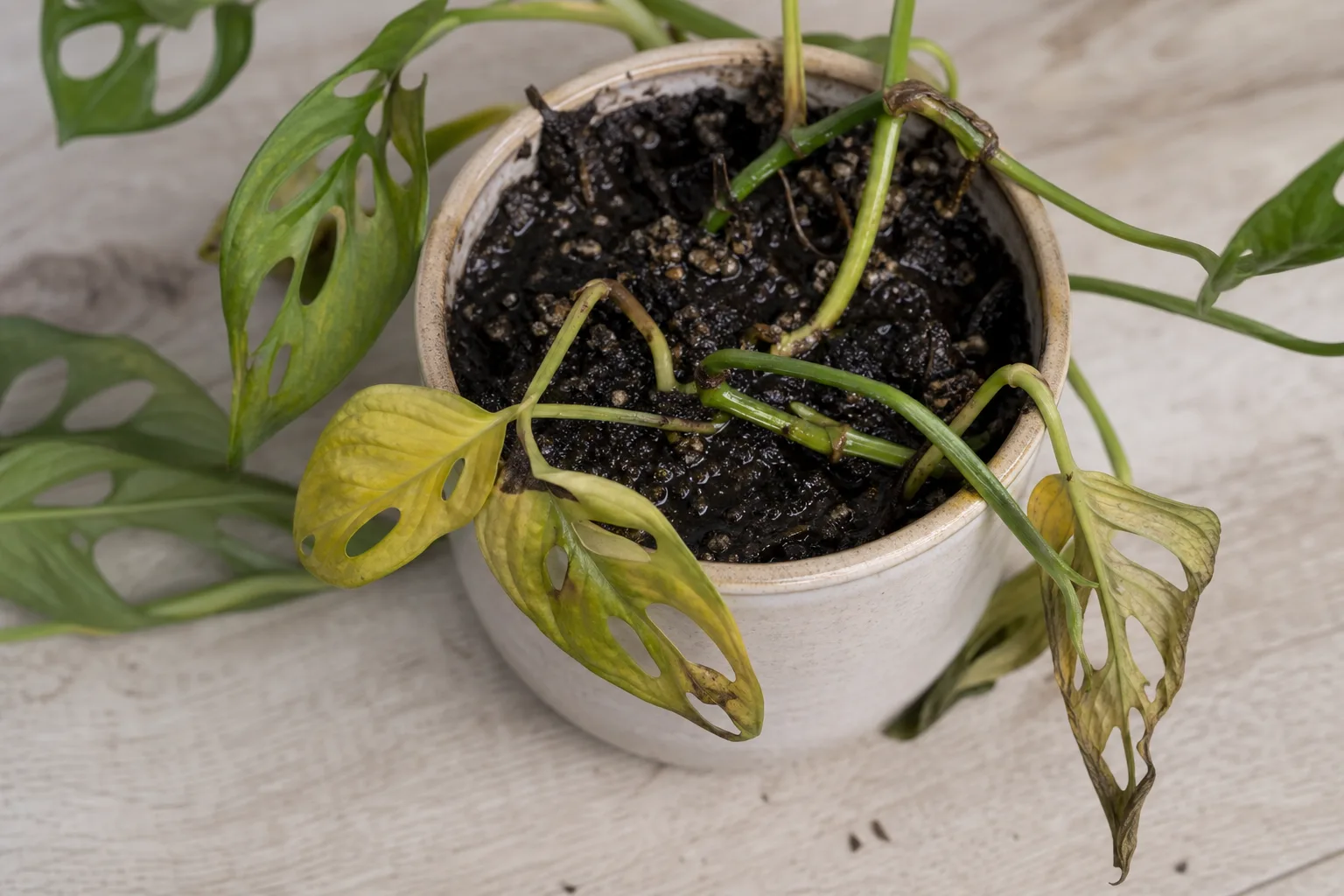 Root Rot on Monstera Adansonii - visible symptom on the plant
