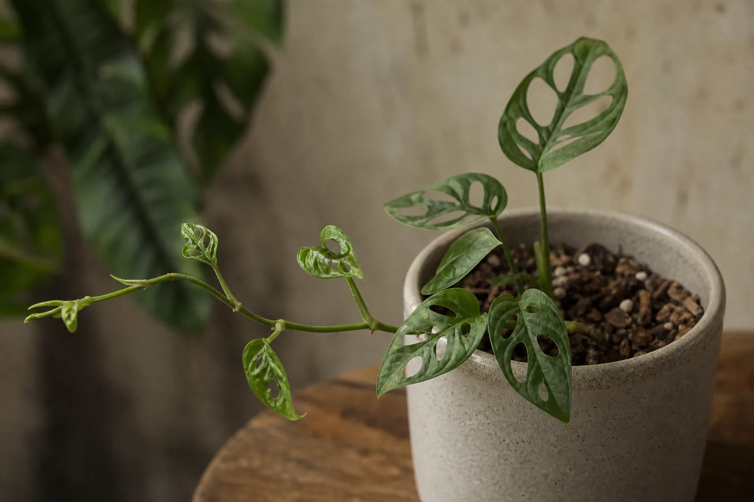Slow Growth on Monstera Adansonii - visible symptom on the plant