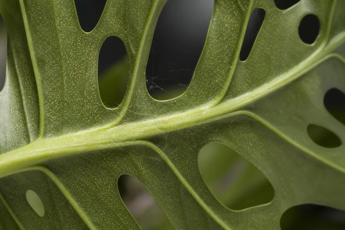 Fine yellow stippling and webbing associated with spider mites on Monstera adansonii
