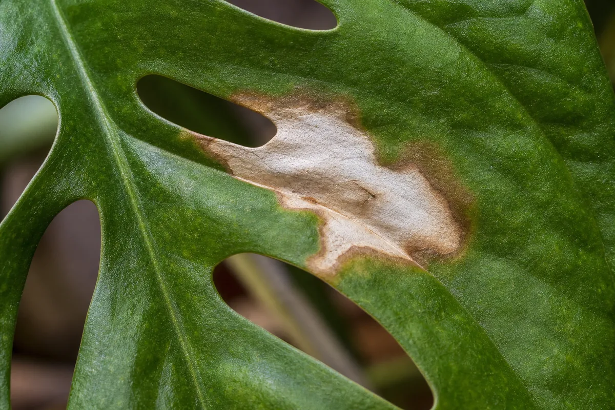 Close-up of Sunburn / Scorched Leaves on Monstera Adansonii - diagnostic detail