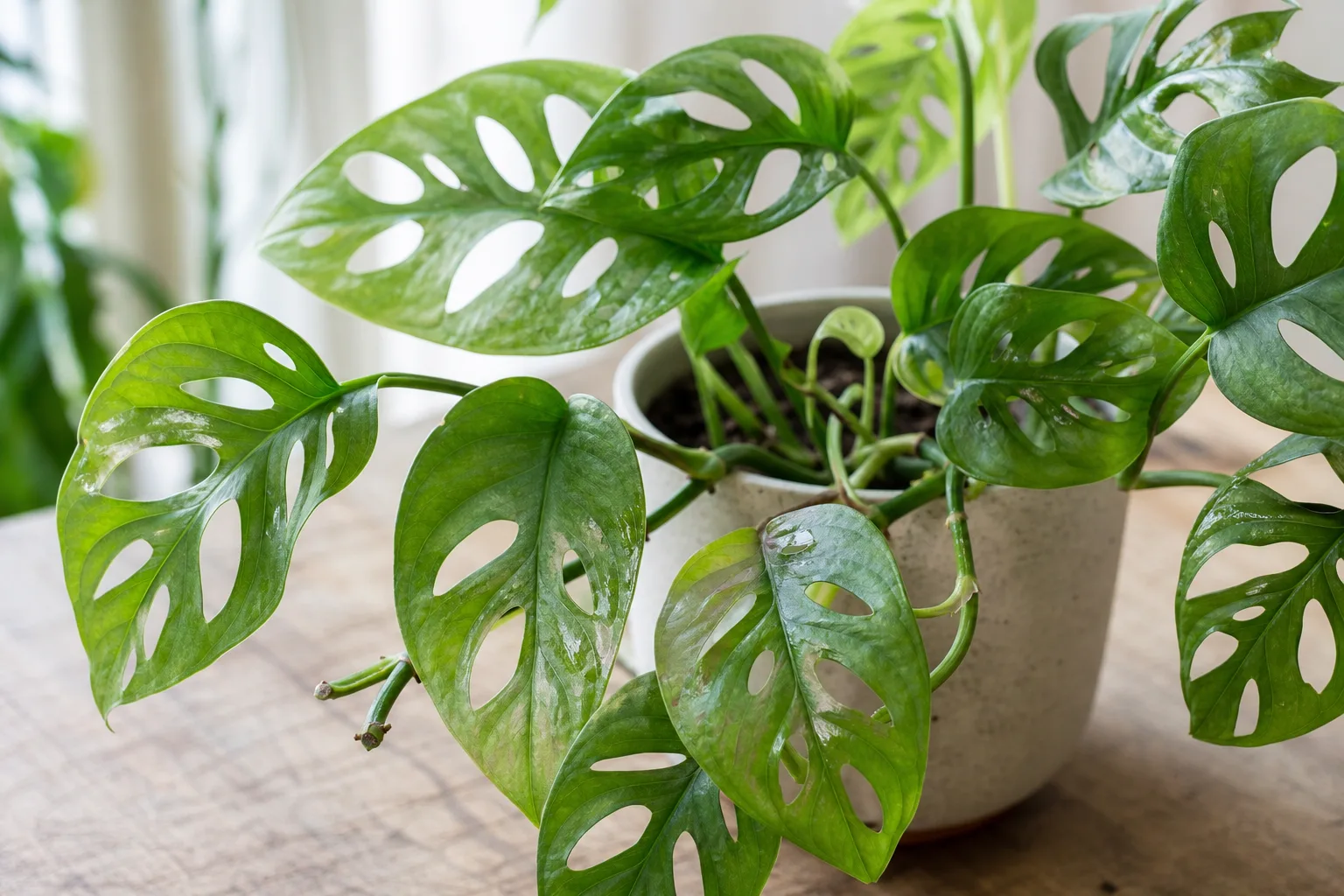 Transparent Leaves on Monstera Adansonii - visible symptom on the plant