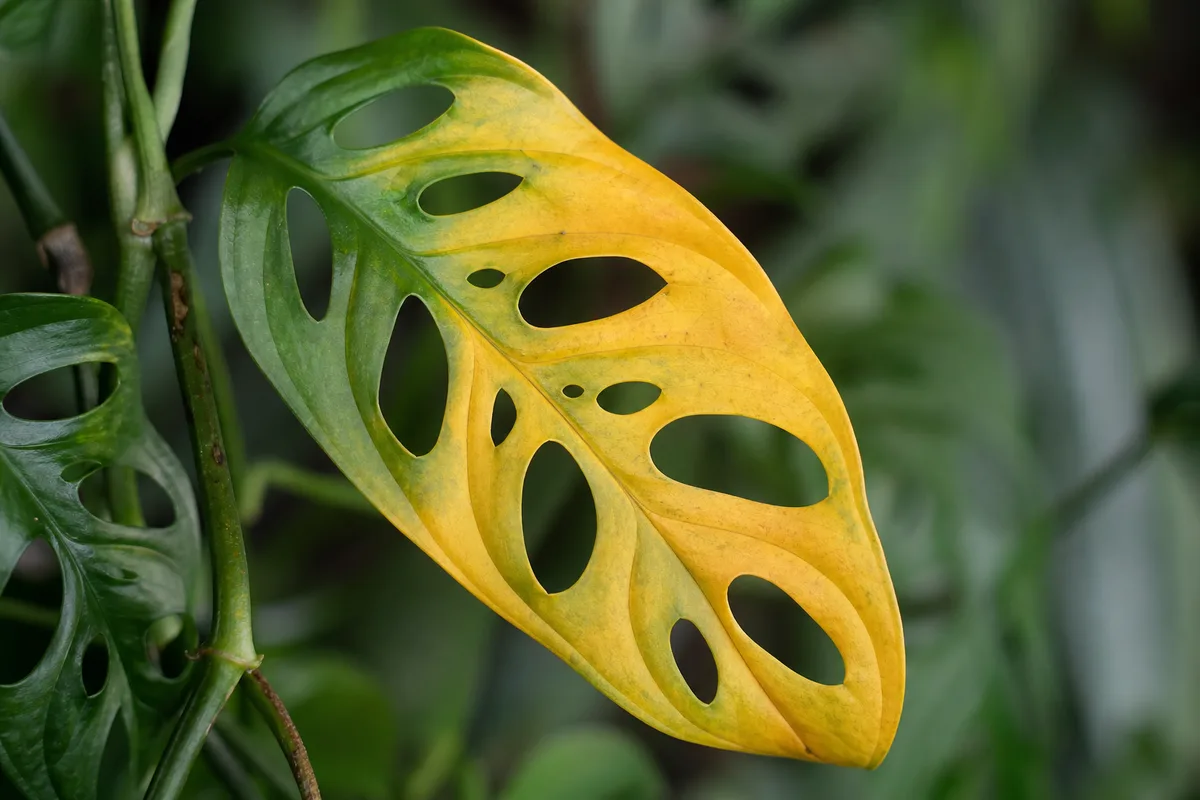 Close-up of Yellow Leaves on Monstera Adansonii - diagnostic detail