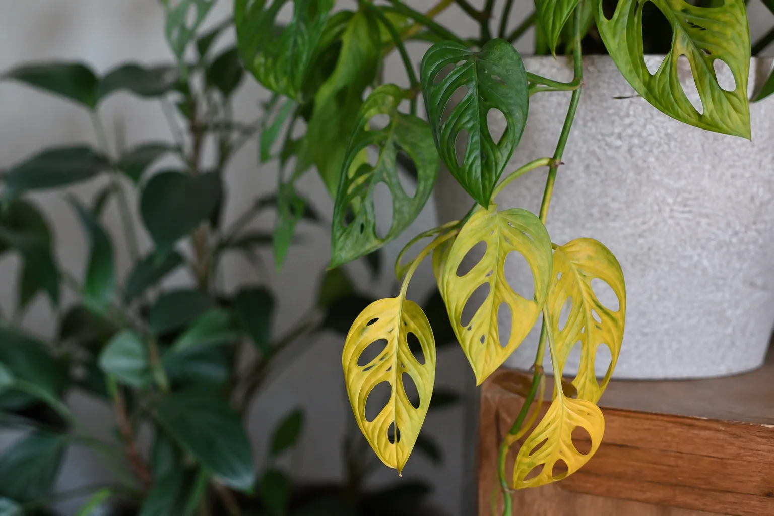 Yellow Leaves on Monstera Adansonii - visible symptom on the plant