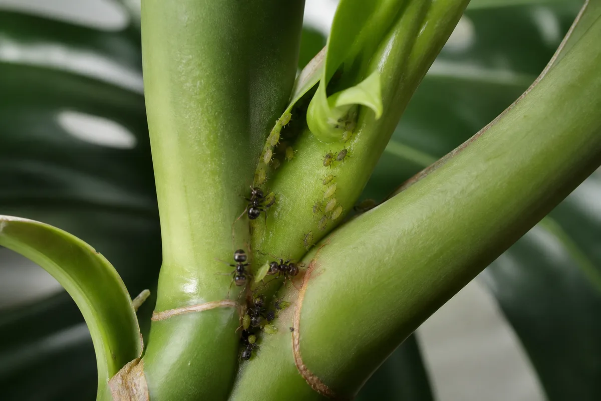 Close-up of Ants on Plant on Monstera Deliciosa - diagnostic detail