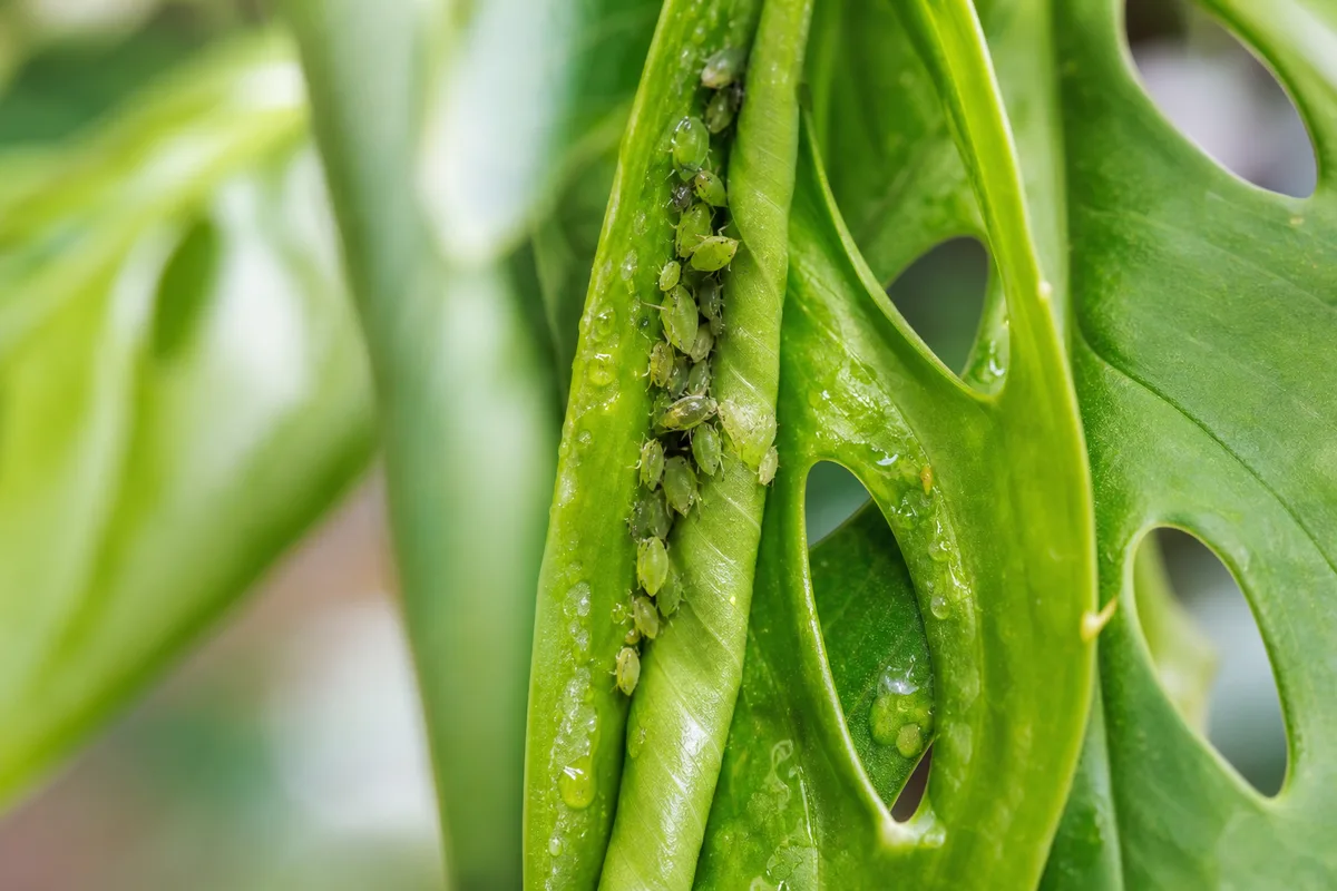 Aphids clustered along the edge of a Monstera deliciosa leaf