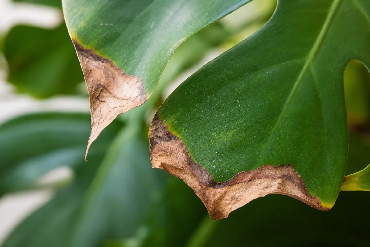 Quick Answer What Brown Tips Mean for quick answer: what brown tips mean