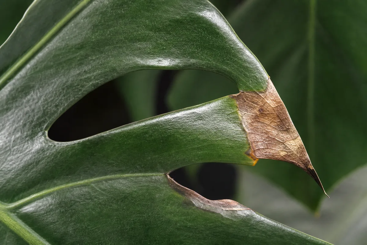 Close-up of Crispy Leaves on Monstera Deliciosa - diagnostic detail