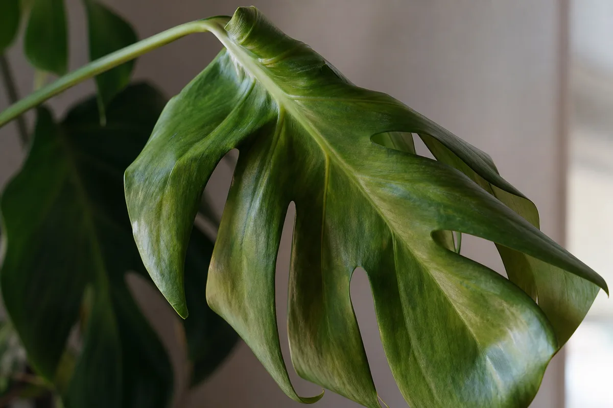 Close-up of Drooping Leaves on Monstera Deliciosa - diagnostic detail