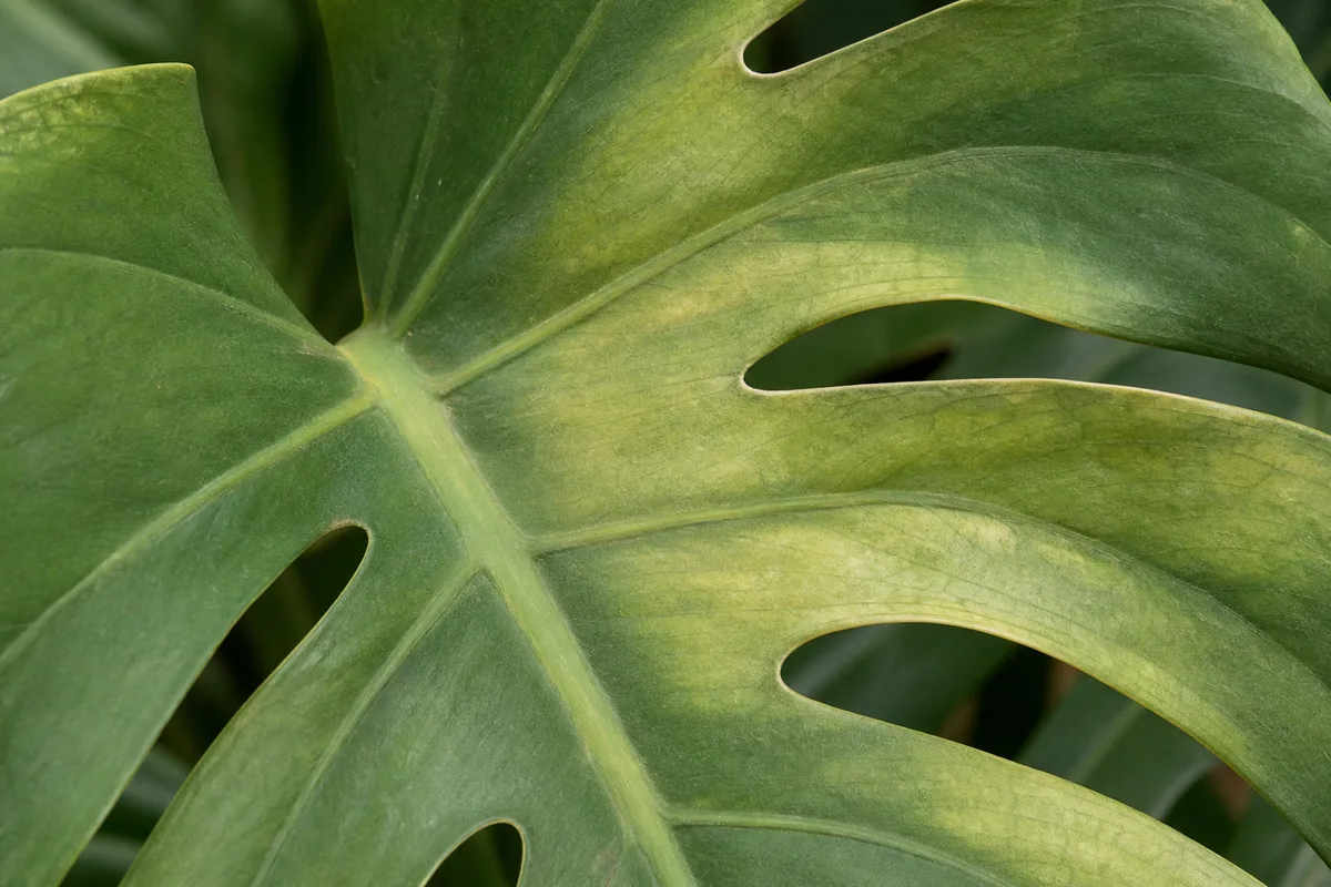 Close-up of Faded Leaves on Monstera Deliciosa - diagnostic detail
