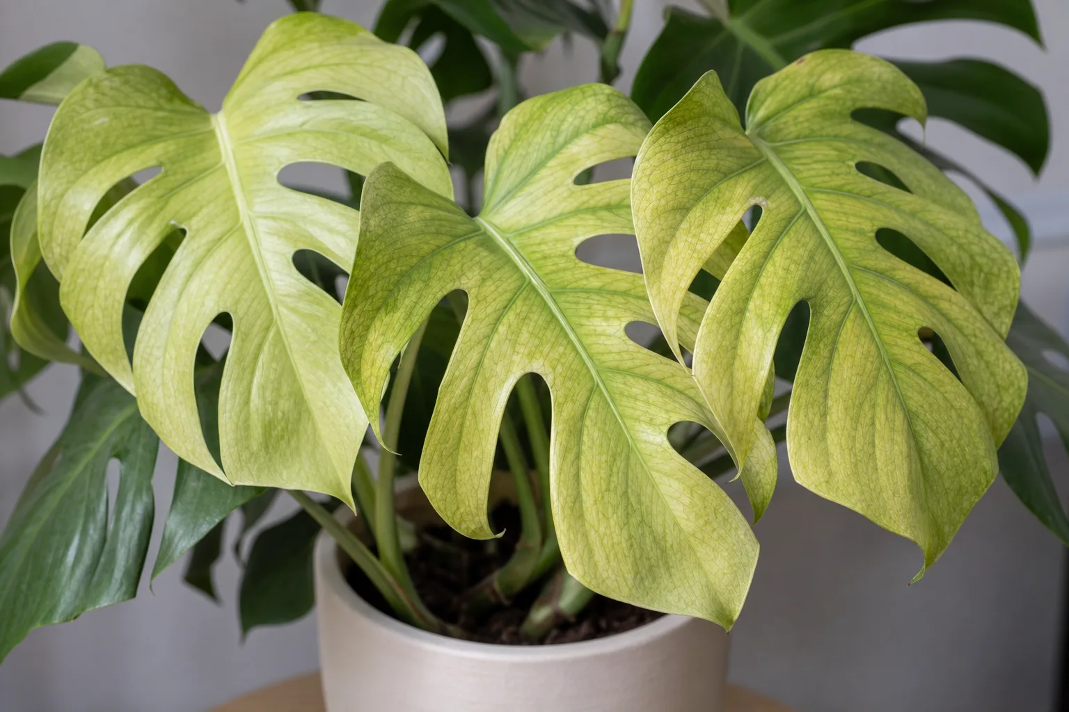 Faded Leaves on Monstera Deliciosa - visible symptom on the plant