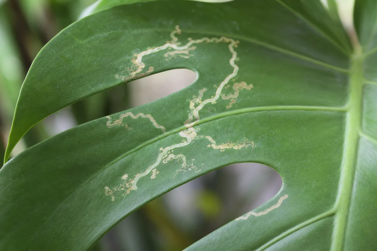 Close-up of Leaf Miners on Monstera Deliciosa - diagnostic detail