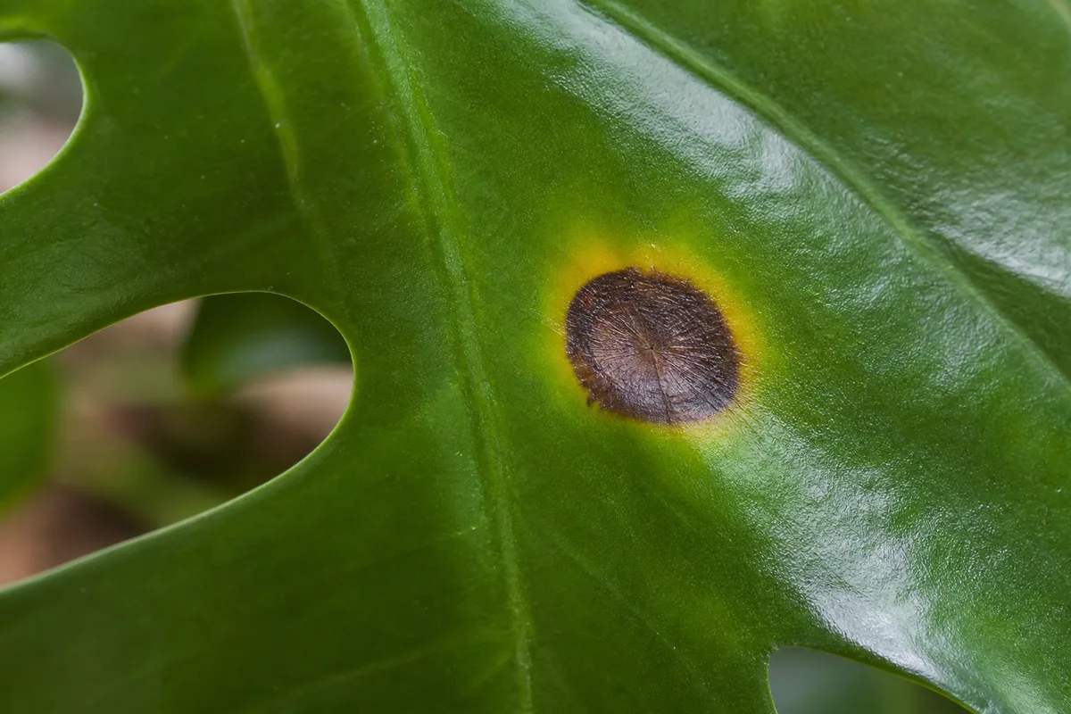 Close-up of Leaf Spot Disease on Monstera Deliciosa - diagnostic detail