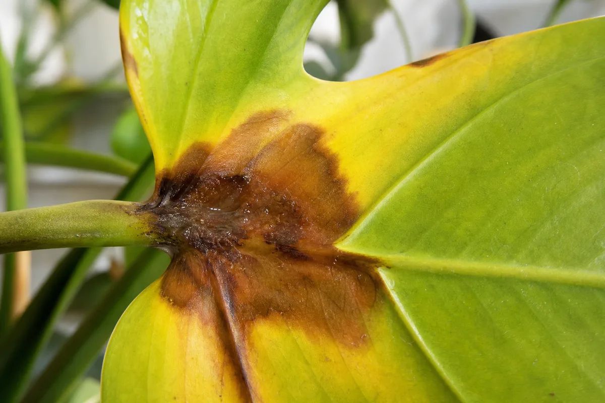 Close-up of an overwatered Monstera deliciosa leaf showing yellow tissue and dark water-stress damage