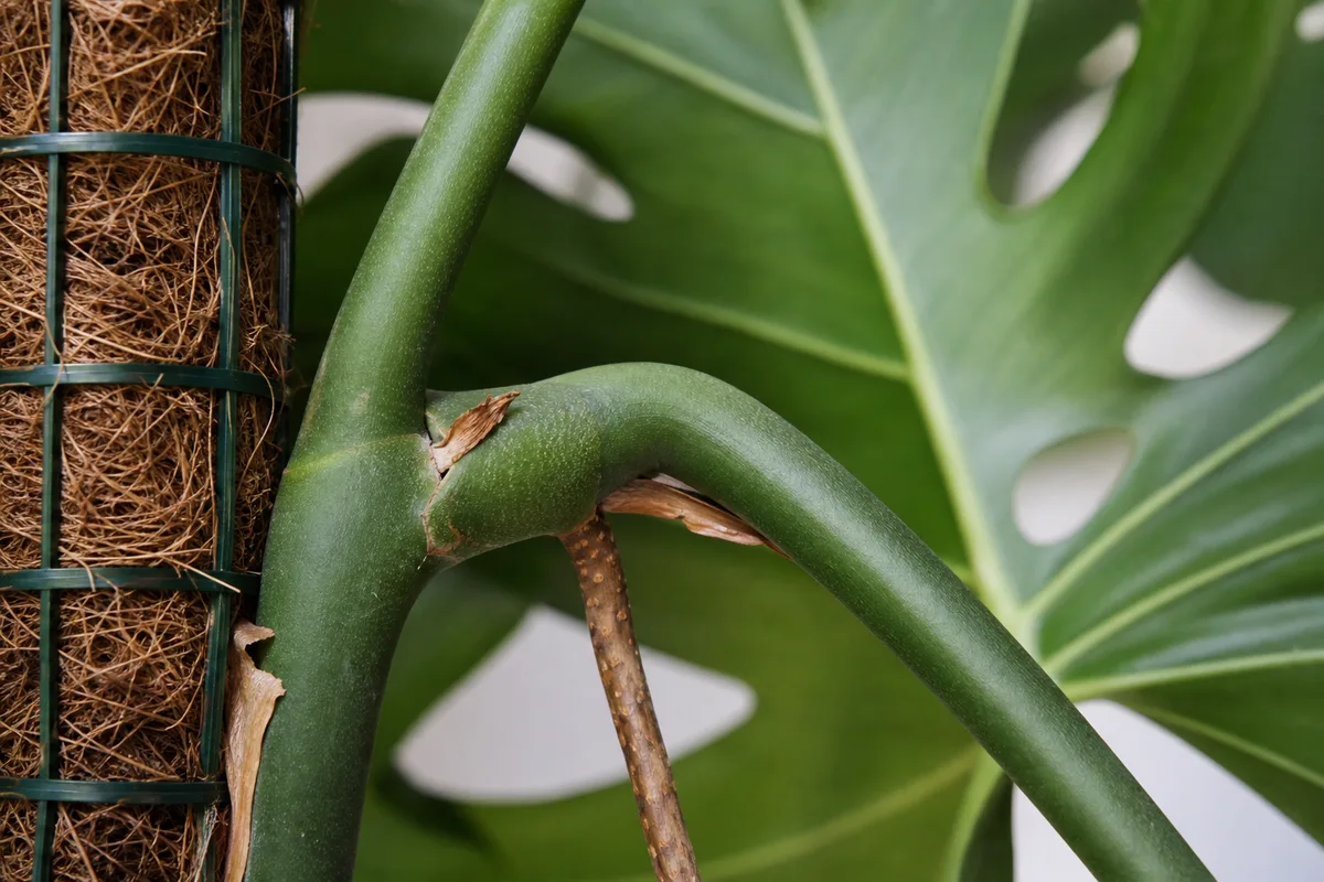 Close-up of Plant Leaning on Monstera Deliciosa - diagnostic detail