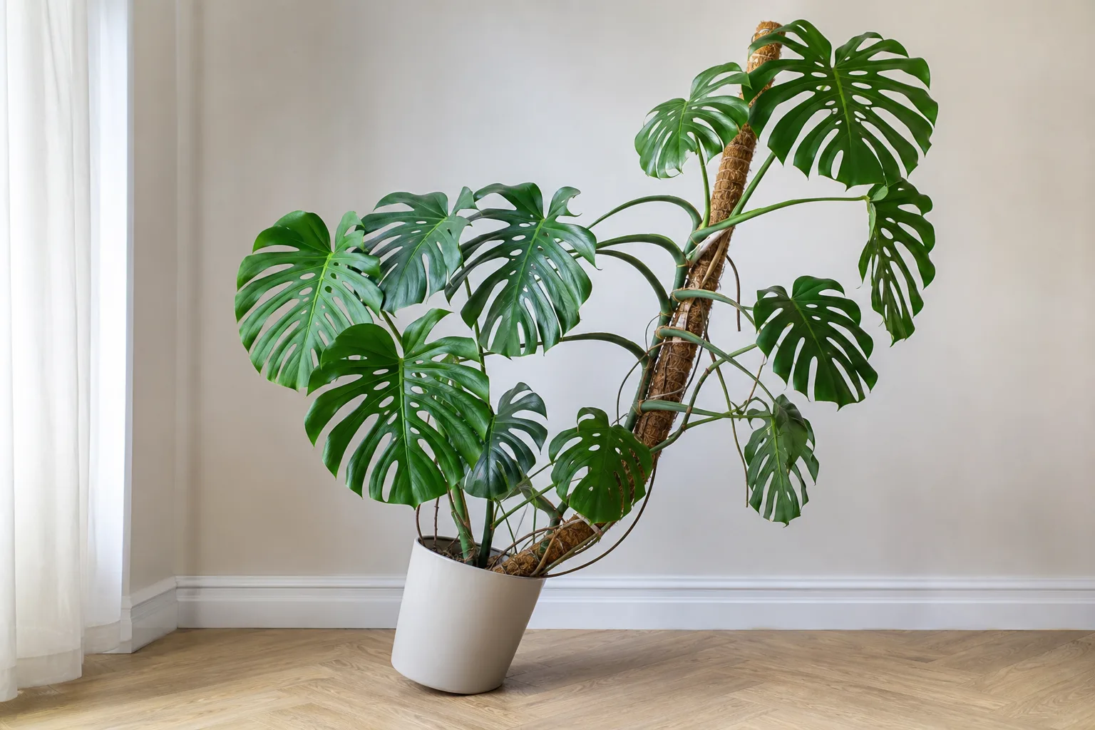 Plant Leaning on Monstera Deliciosa - visible symptom on the plant