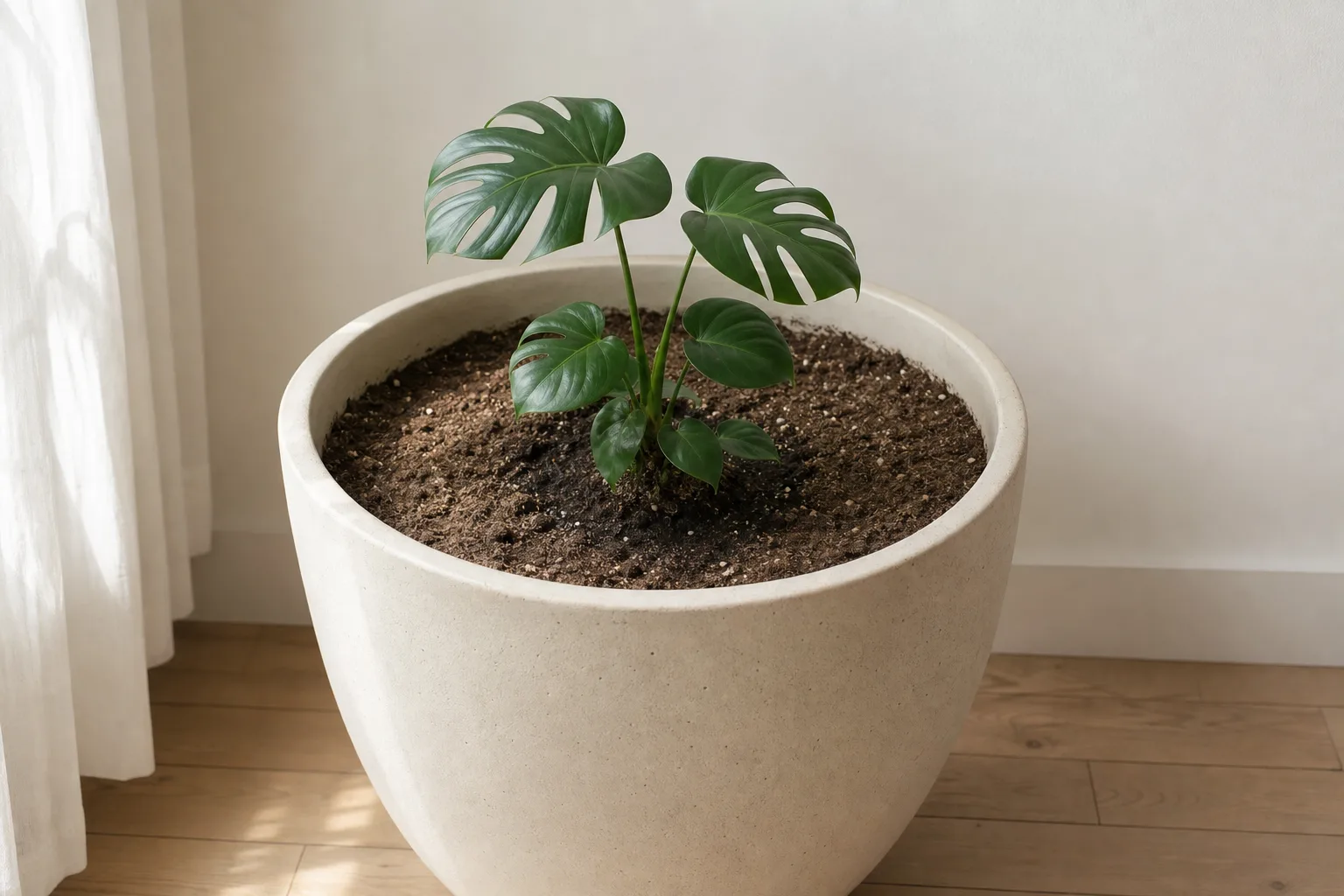 Monstera deliciosa in a nursery pot - diagnostic guide for identifying rootbound conditions before repotting