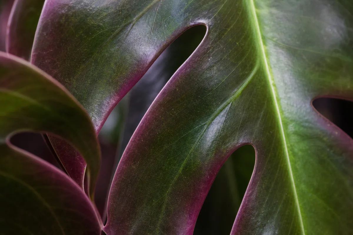 Close-up of Purple Leaves on Monstera Deliciosa - diagnostic detail