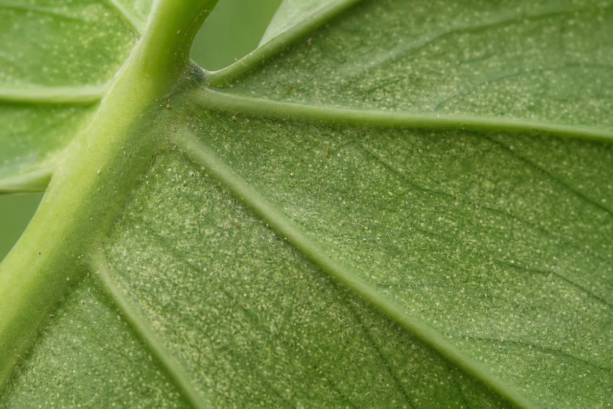 Winter Pests And Disease Pressure for winter pests and disease pressure