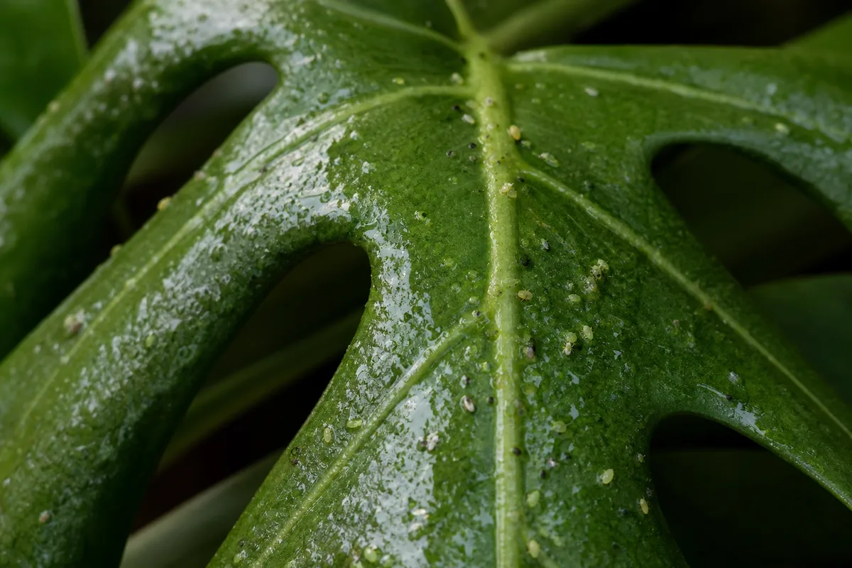 Close-up of Sticky Leaves on Monstera Deliciosa - diagnostic detail